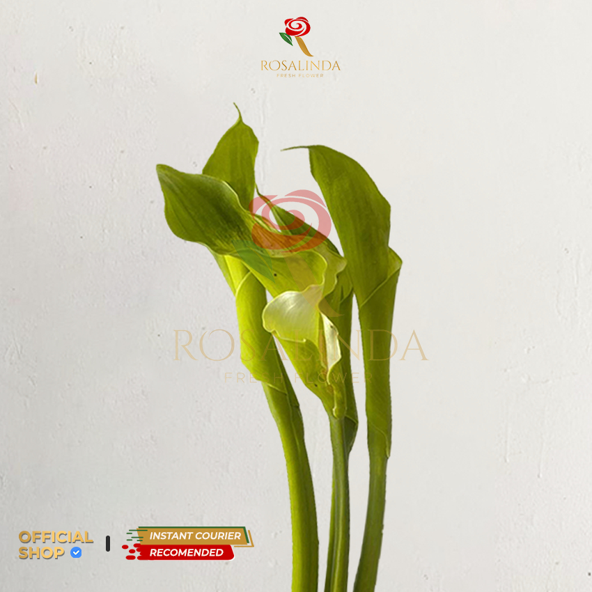 Bunga Calla Lily Hijau / Bunga Potong Segar