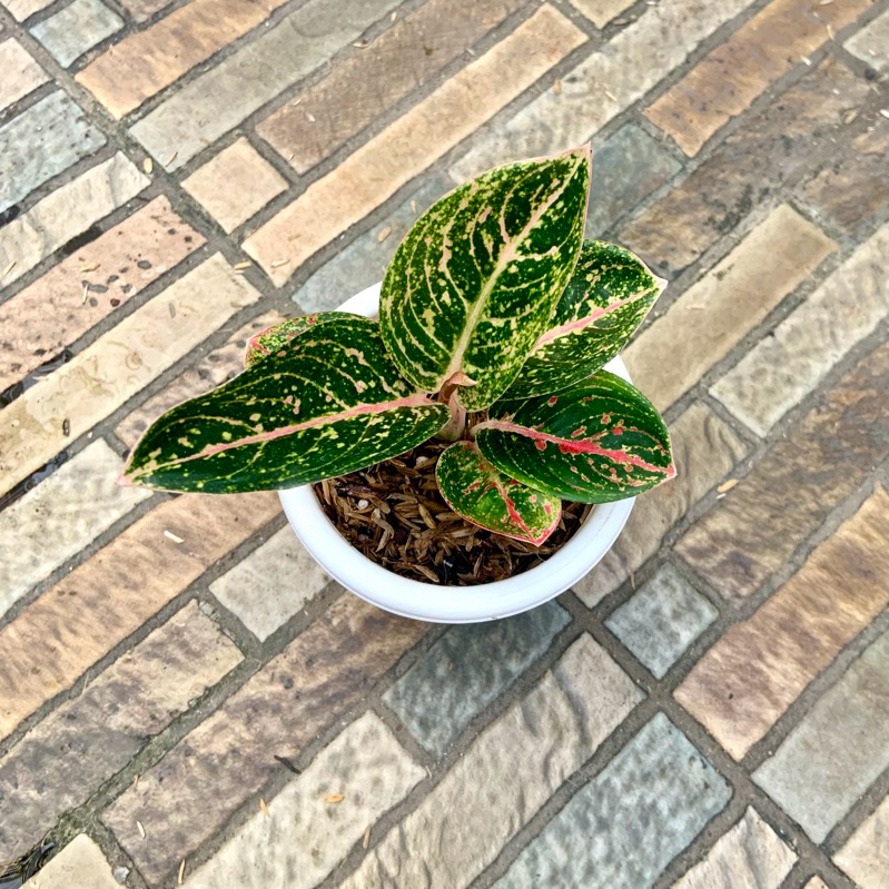 Aglaonema Arini