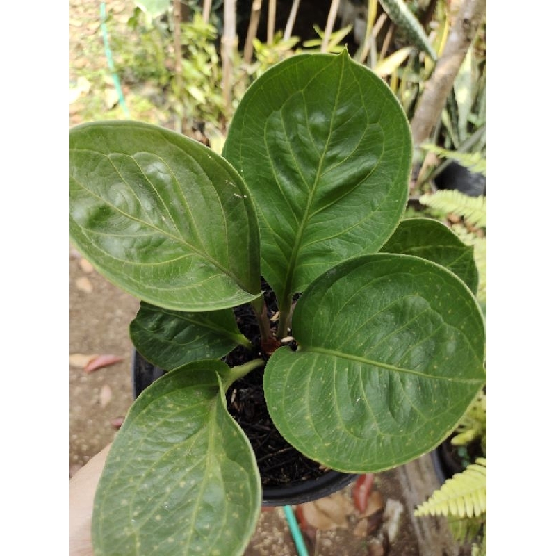 jemani mangkok tengkorak