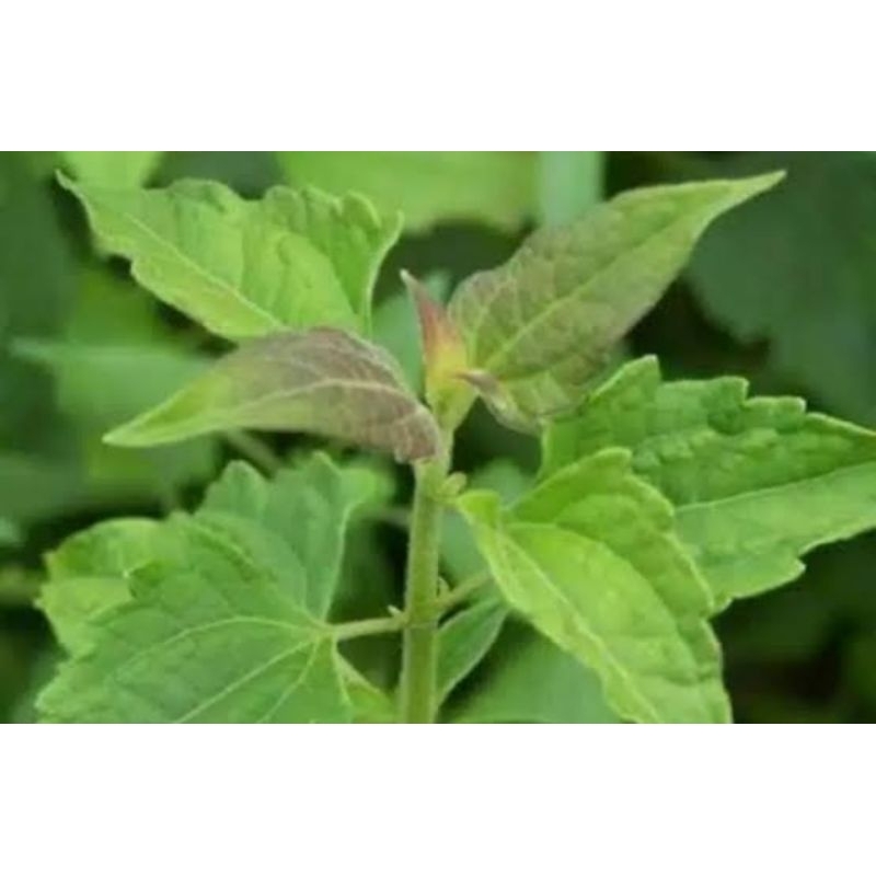 

200 Lembar Daun Kirinyuh segar