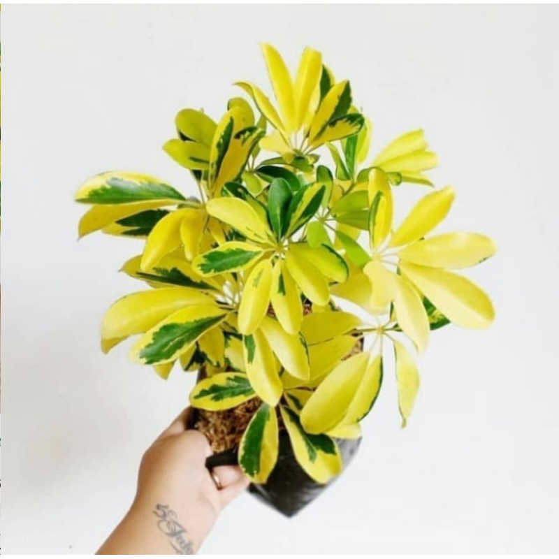 Tanaman Hias Walisongo Varigata - Walisongo Varigata