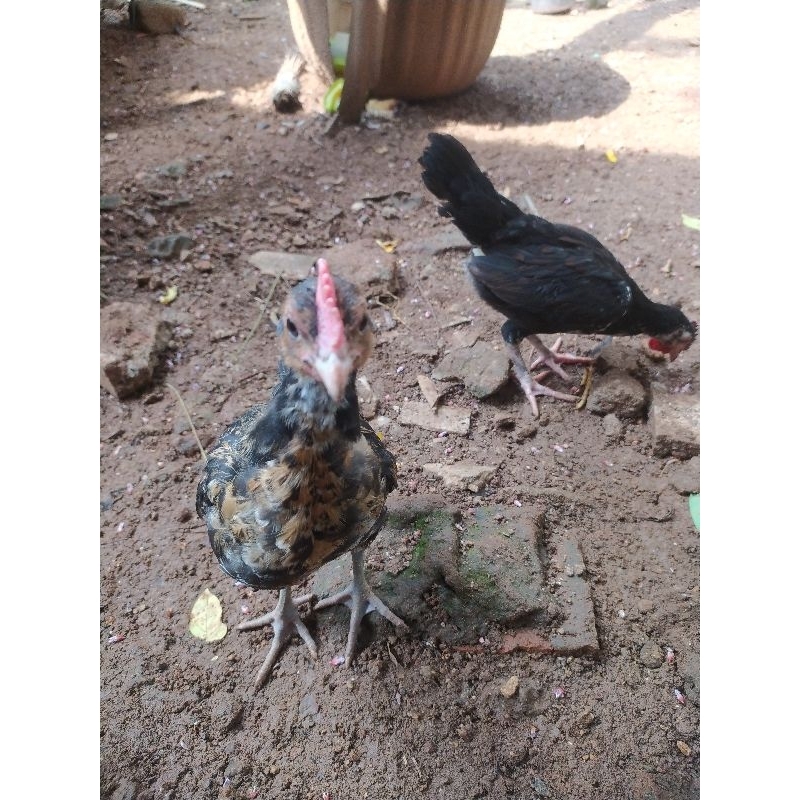 anak ayam kampung umur 2bulan