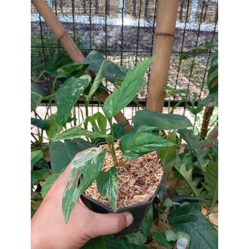 TANAMAN HIAS JANBOL ADANSONI VARIEGATA