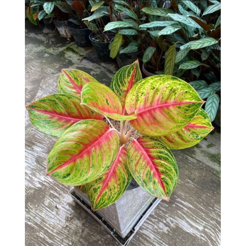 AGLONEMA ANDINI  - tanaman hias hidup aglonema andini cantik