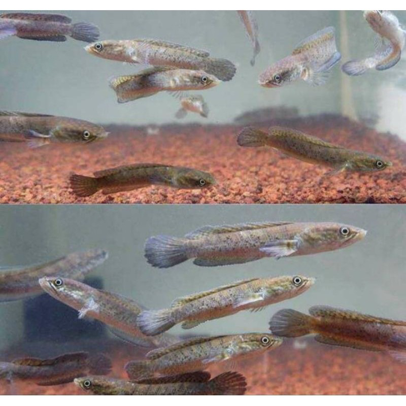 

auranti grad AA gondrong 4-5 cm up