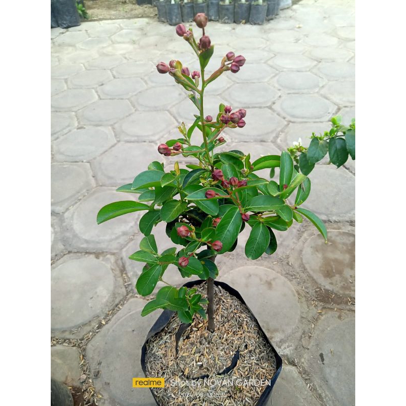 tanaman sakura | sakura lokal | tanaman hias sakura lokal berbunga