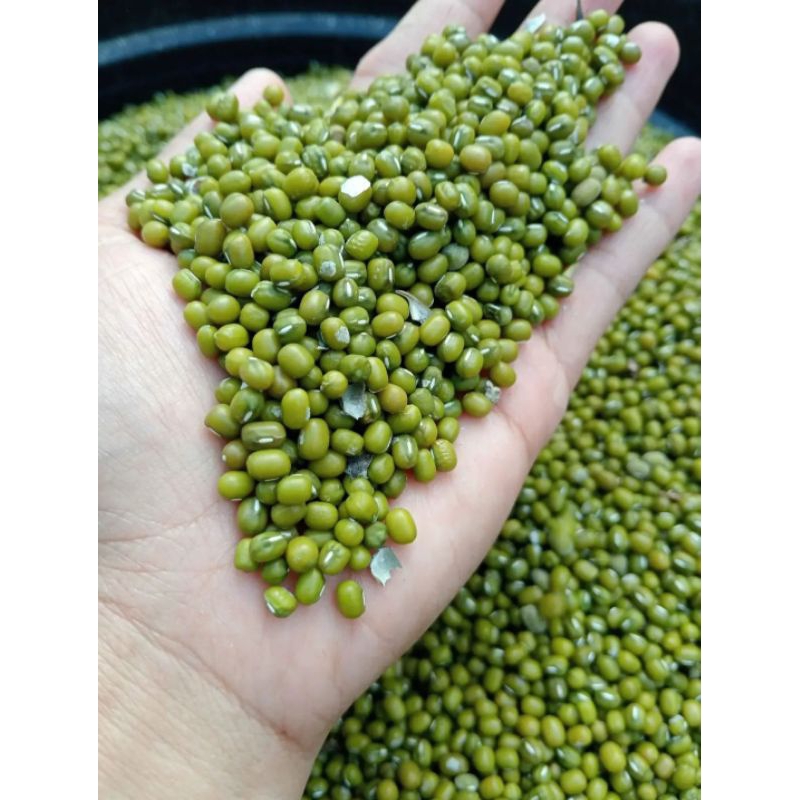 

Kacang Hijau 1 kg murah, kacang hijau lokal, kacang hijau super, kacang ijo