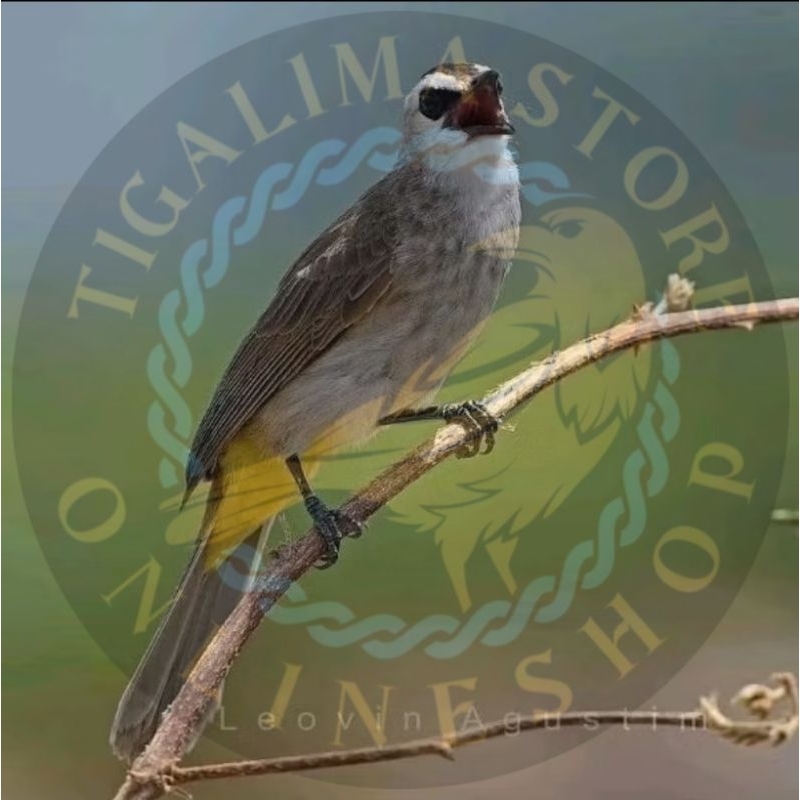 TRUCUKAN KEBO BODI SUPER