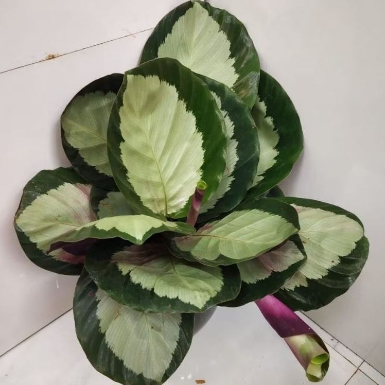 Tanaman Calathea Corona / Calathea Roseopicta Corona / Calathea Kalatea Korona