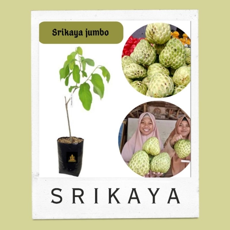 Bibit srikaya jumbo • Bibit srikaya Bella bibit