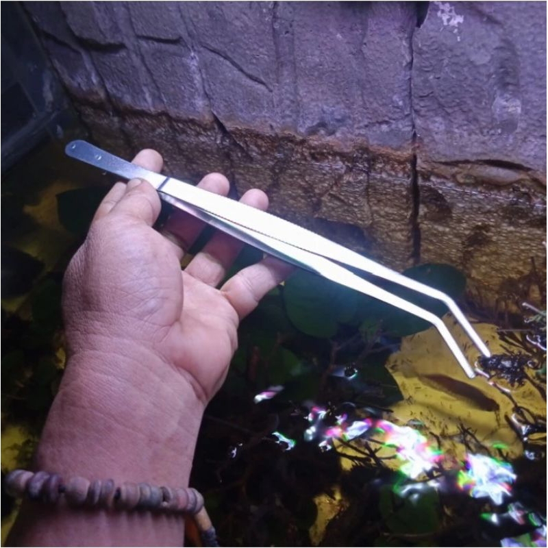 Pinset bengkok, bercocok tanam 25 cm