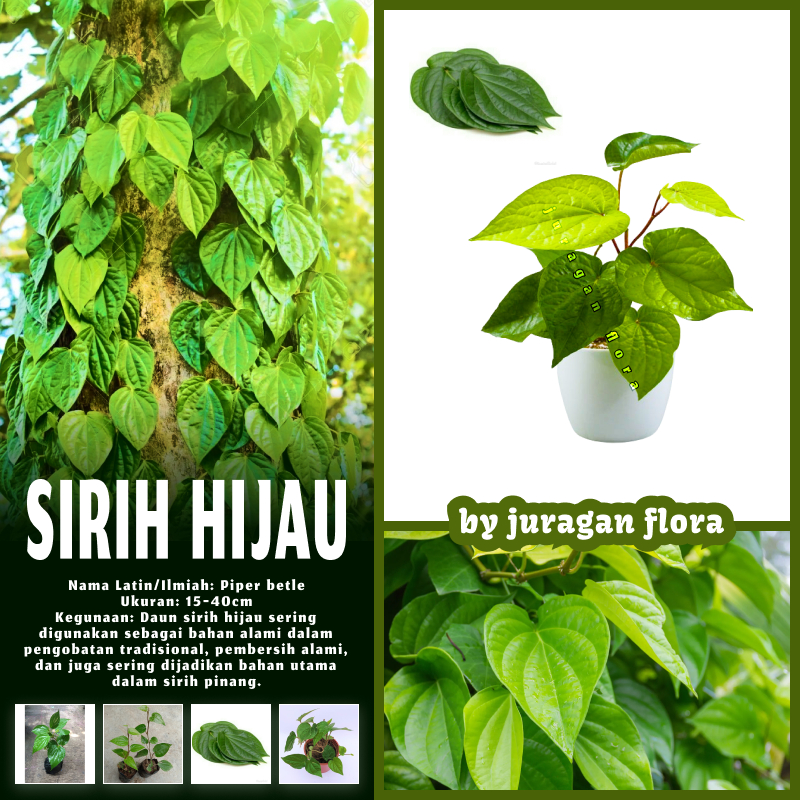 TANAMAN SIRIH HIJAU / POHON SIRIH HIJAU / BIBIT TANAMAN SIRIH HIJAU / HERBAL HIAS SIRIH HIJAU