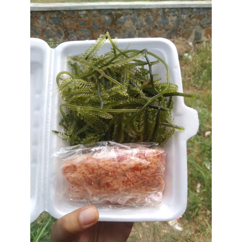 

Latoh anggur laut atau lawi lawi