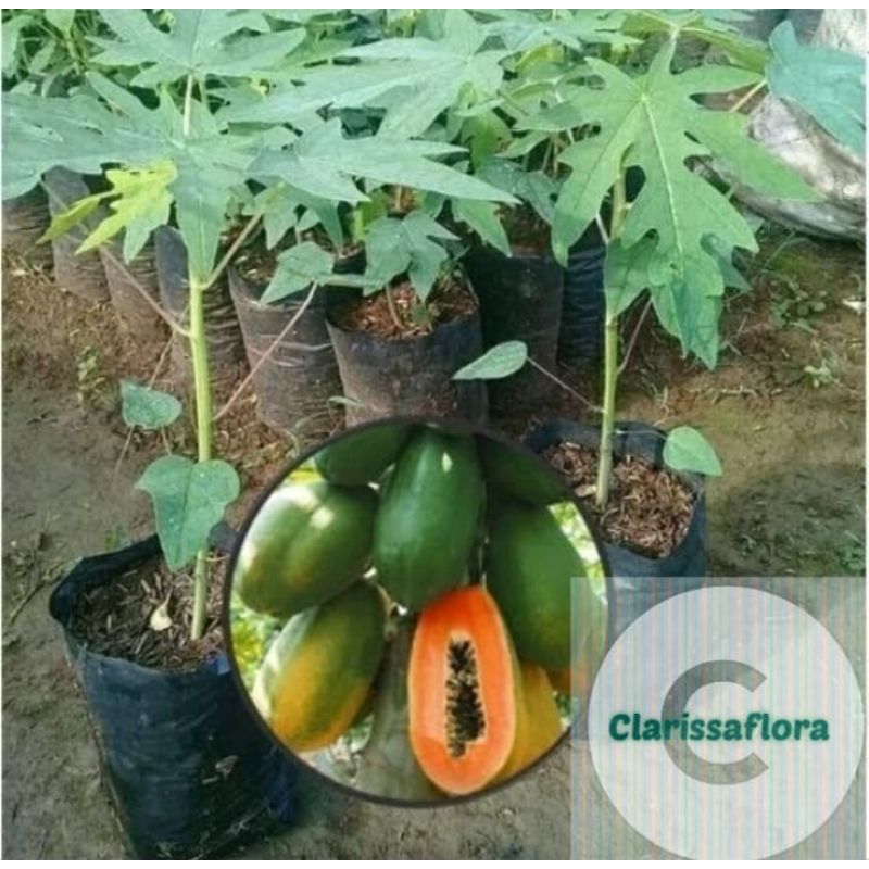 Pohon buah pepaya Bangkok / tanaman buah super pepaya bangkok