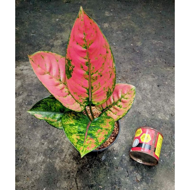 aglonema Ruby compakta mutasi/aglonema Ruby fanta daun 3-4 ukuran beby