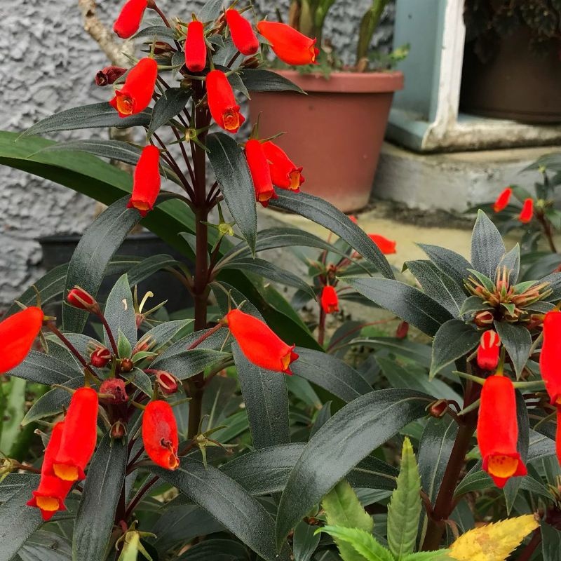tanaman hias kantung Semar kantung merah