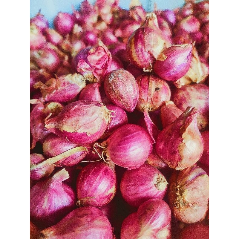 

BAWANG MERAH BREBES KUALITAS PREMIUM KILOAN / BRAMBANG JAWA BREBES / BAWANG MERAH SUPER KILOAN