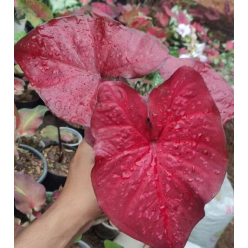 Bibit Caladium Red Guardian