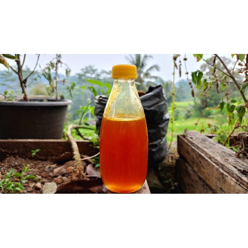

Madu Odeng Asli Diambil dari Hutan Ukuran Sedang (300gr)