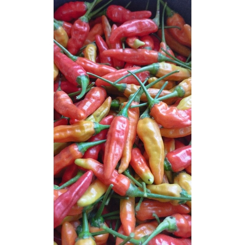 

Cabe Rawit Ori - Per 1 Kg