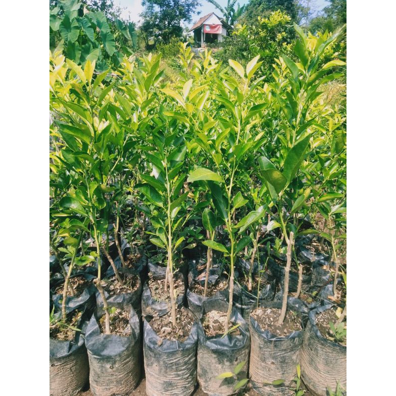 

jeruk limau hasil okulasii