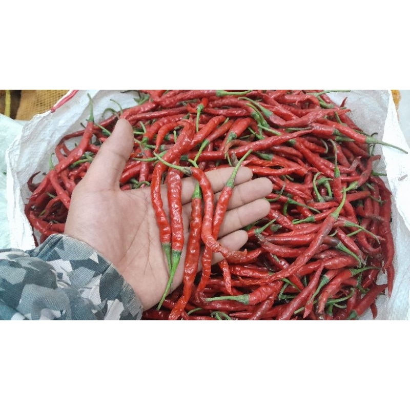 

Cabe Keriting Merah ORIGINAL 250gr