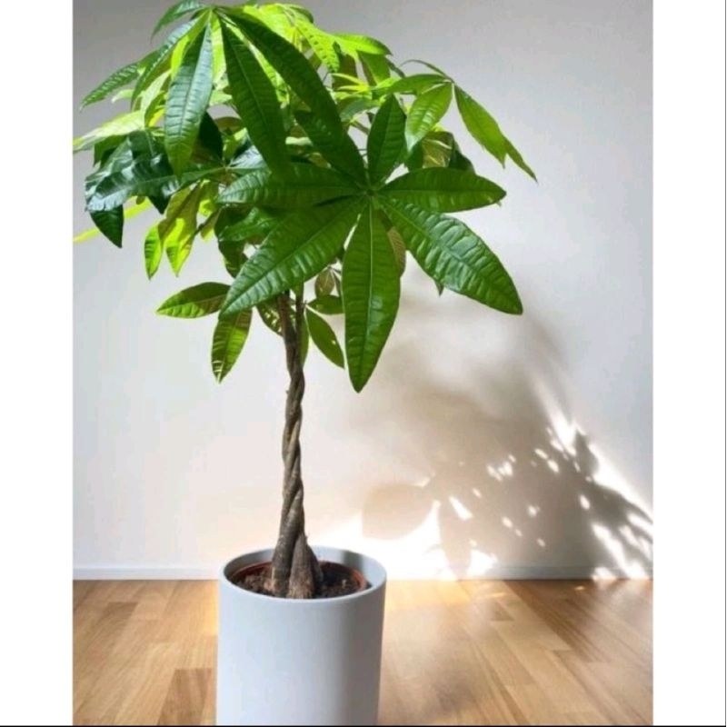 Tanaman Hias Pacira kepang 3 - Pohon Pacira - Tanaman Pacira kepang 3