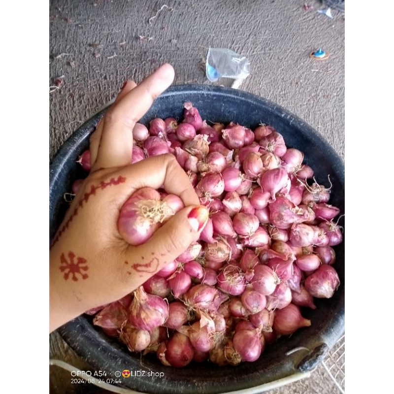 

bawang merah besar