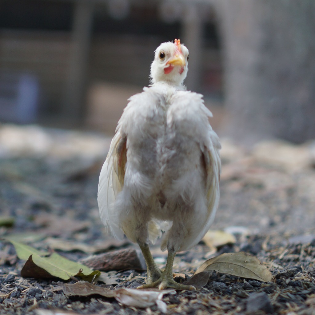 Ayam Hias Serama ORI Anakan [WAJIB BACA DESKRIPSI]