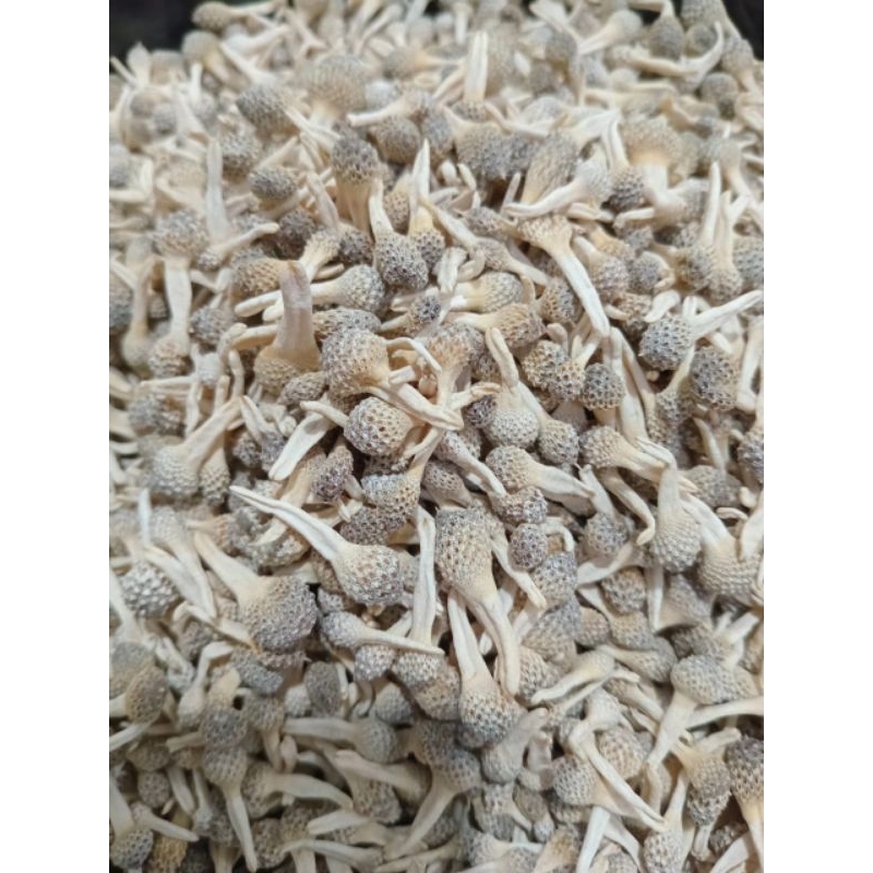 READY LANGSUNG KIRIM EMPOT MPOT AYAM PUTIH SUPER PREMIUM  ECERAN UTUH