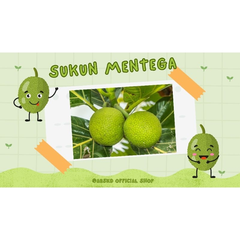 

SUKUN MENTEGA SUKUN SI MADU 1KG MENTAH