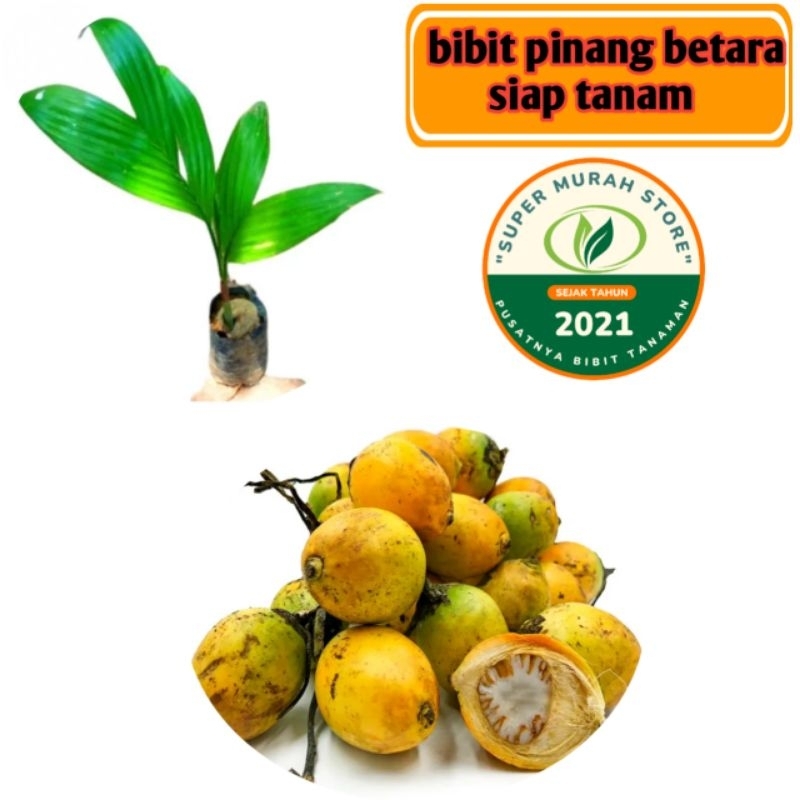 bibit pinang betara siap tanam