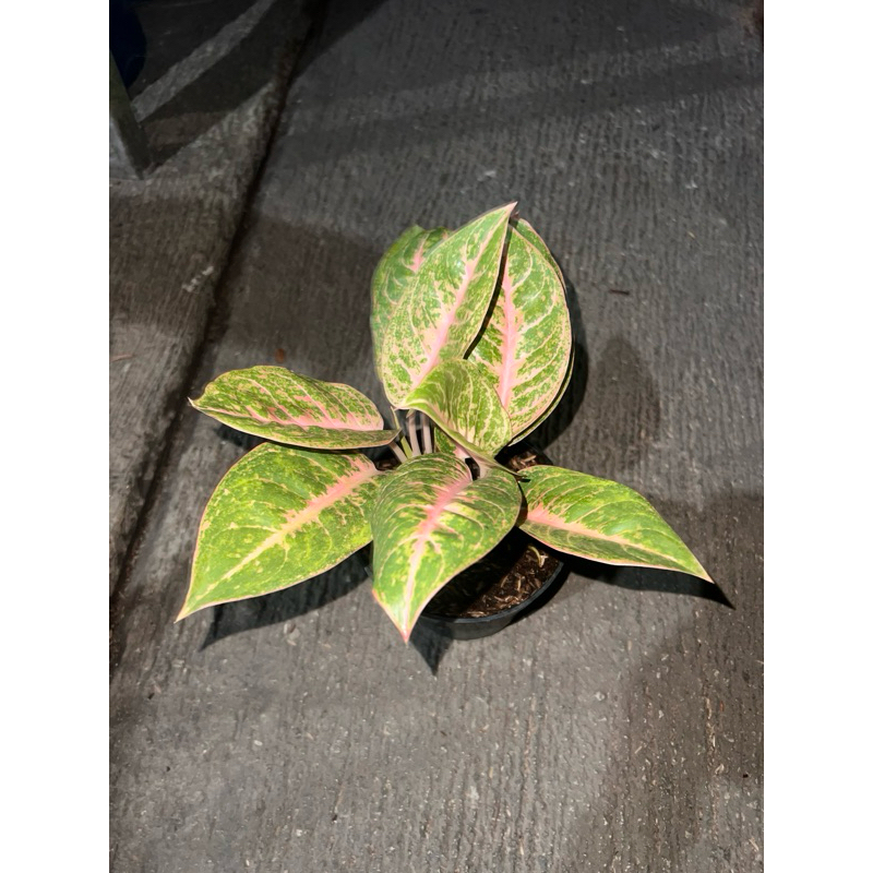 Aglonema harley quinn (HQ)