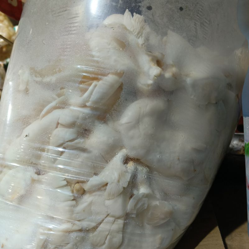 

jamur putih jamur tiram segar 1kg