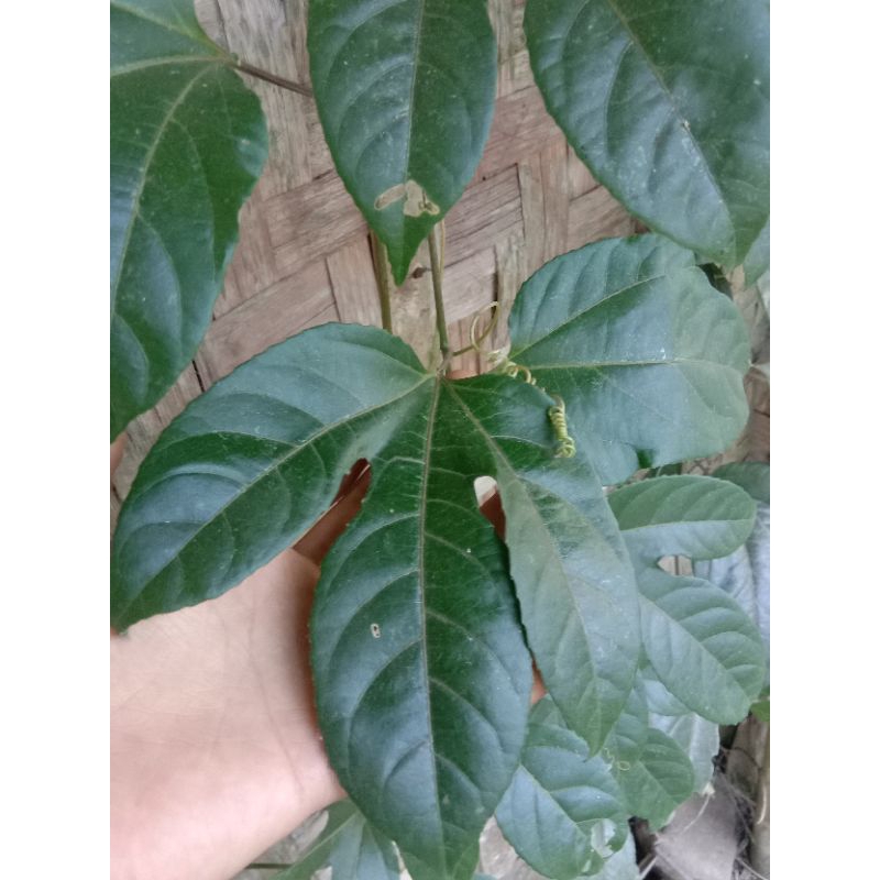 

Daun Markisah 50gr