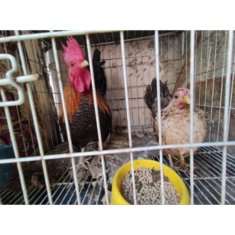 Sepasang ayam kate