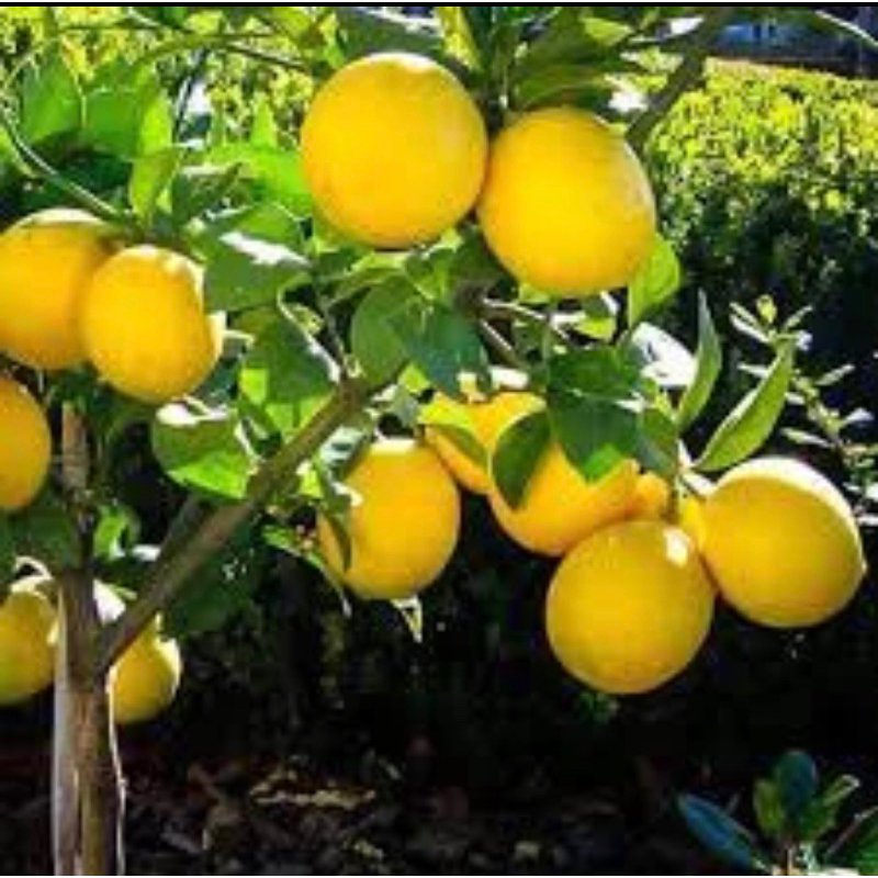 Bibit buah Jeruk lemon California sudah berbuah