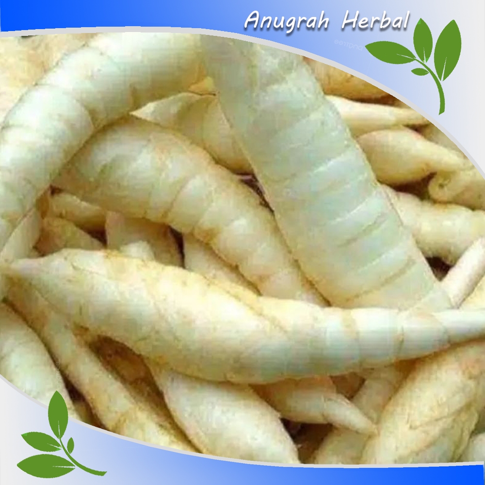 

Umbi Garut Segar 1 kg Obat Asam Lambung - Umbi Terigu Fresh