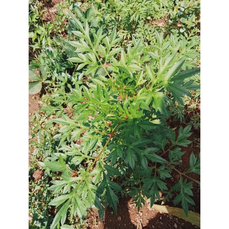 

Daun kenikir segar utuk lalap dan obat herbal 500gram