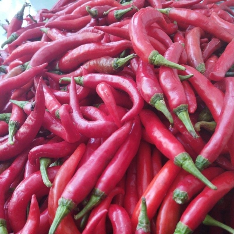 

CABE MERAH BESAR MURAH