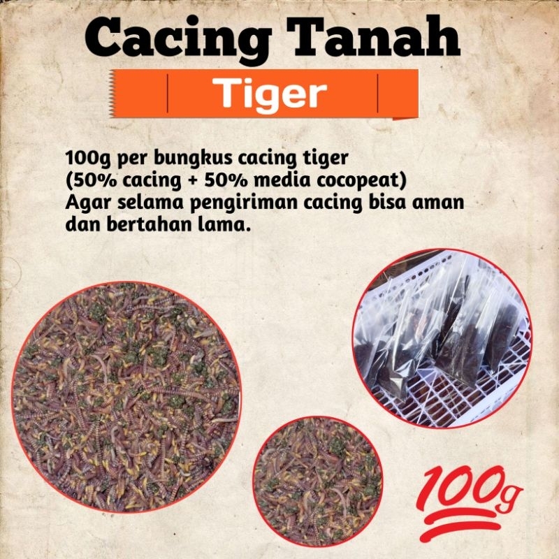 CACING TANAH/CACING TIGER/CACING TANAH HIDUP