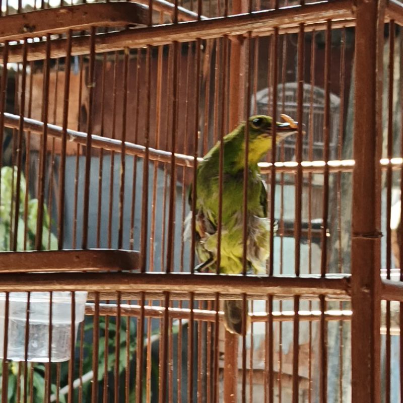 Cucak Ijo PH BIG