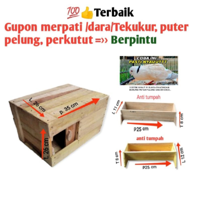 gupon dara dan merpati rakitan murah glosir