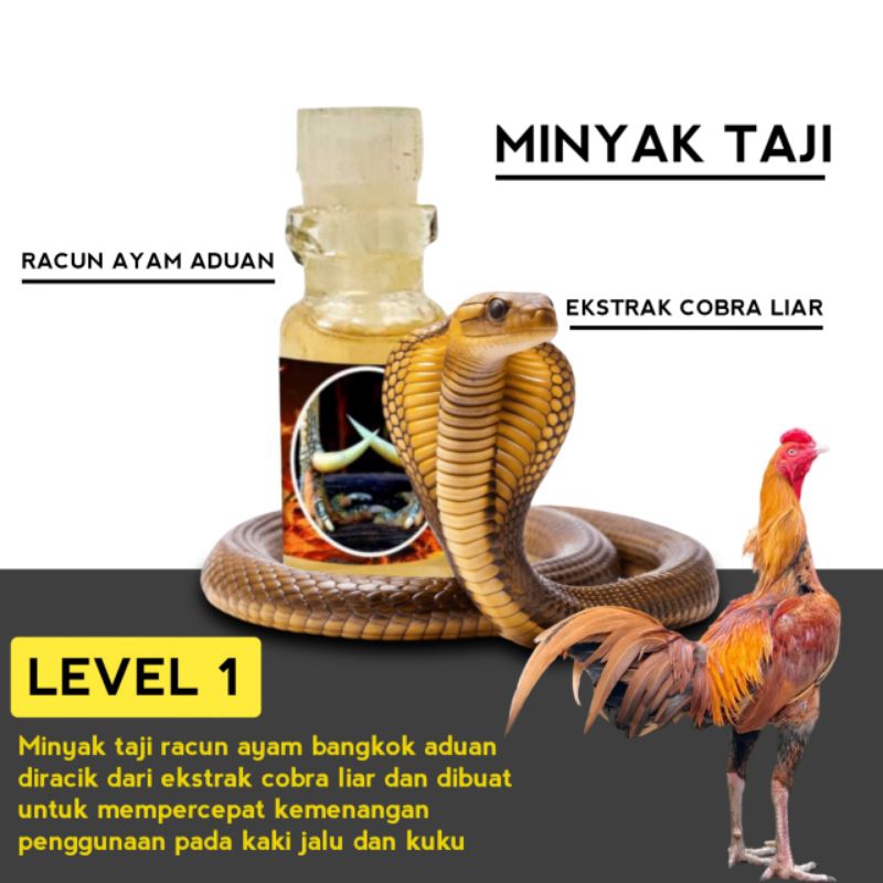 Minyak Taji obat kaki ayam racun jalu