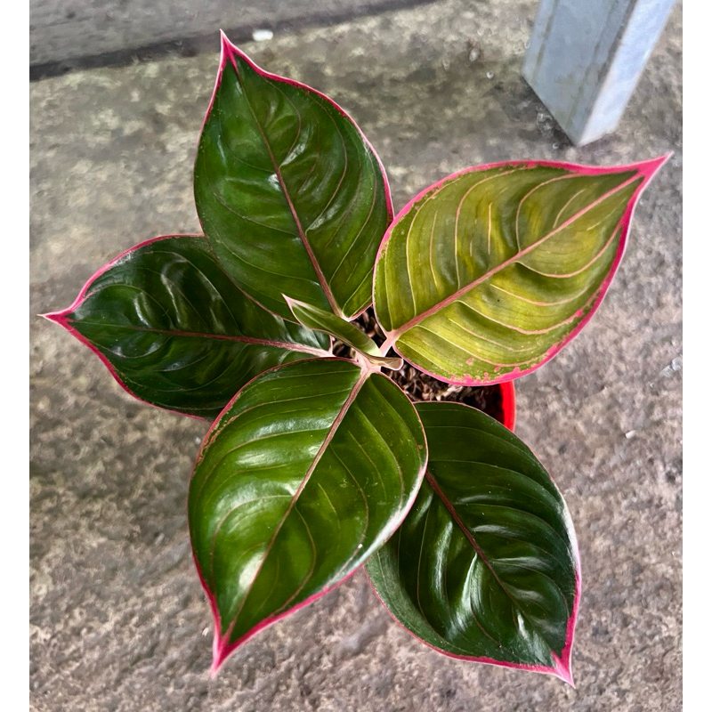Aglonema lipstik cobra daun bulat