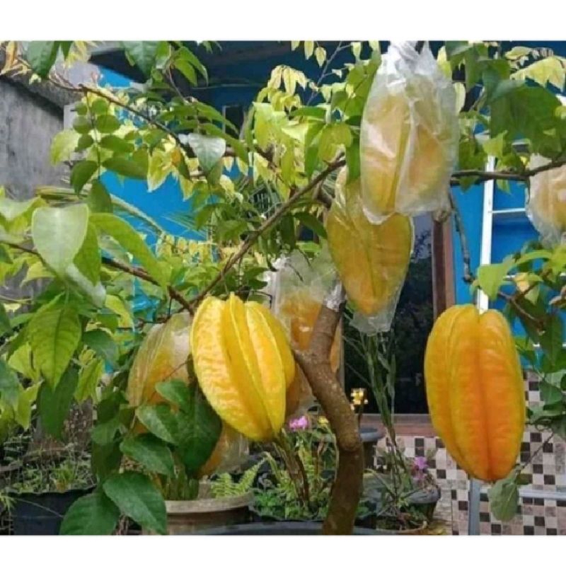 Bibit Belimbing Madu merah jumbo Sudah Berbunga Hasil Okulasi Cepat Berbuah