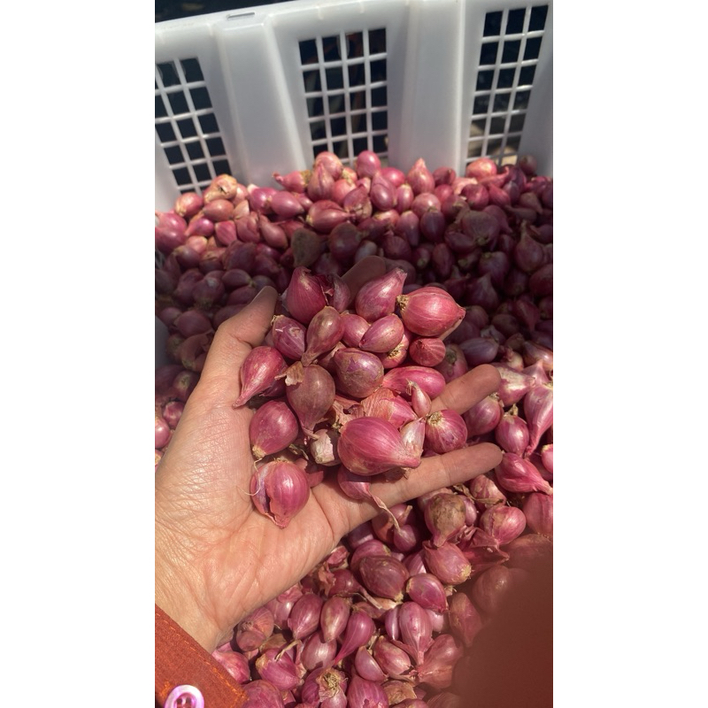 

Bawang Merah Nganjuk Kecil