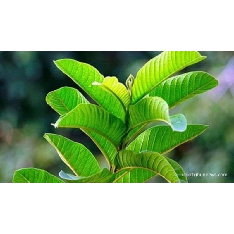 

daun jambu segar alami dan fresh , banyak khasiat