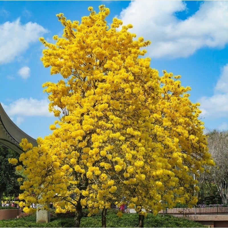 Bibit tabebuya kuning | tanaman tabebuya | tabebuya kuning