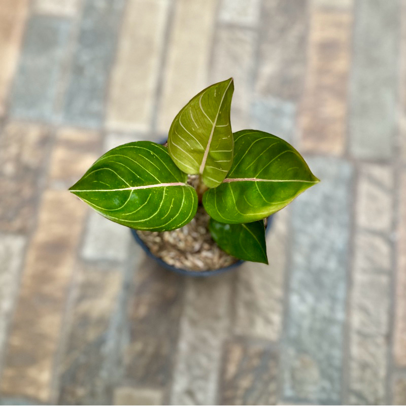 Aglaonema Black Moonlight